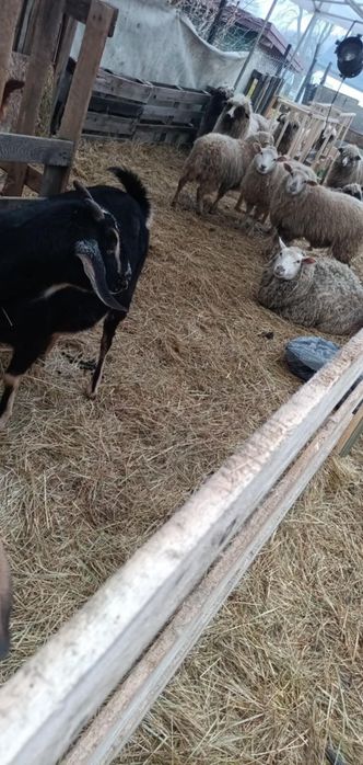 owce sprzedam lub zamienię