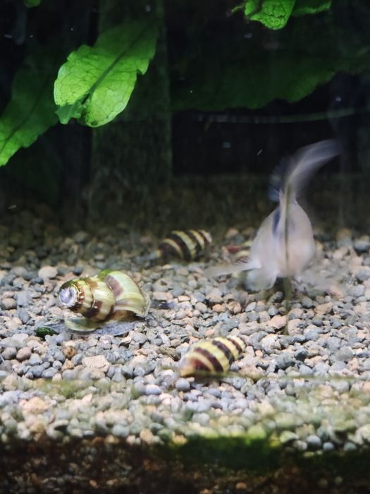 Caracóis Helena / Anentome Helena — controlo natural de pragas no aquário