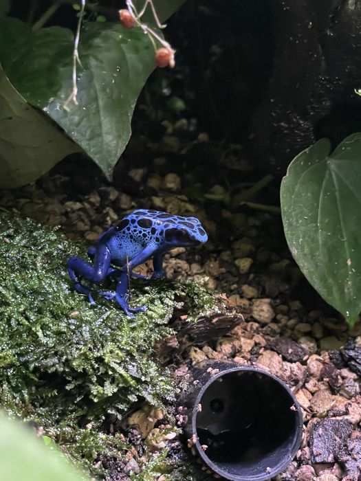 Dendrobates  azureus (Drzewołaz niebieski) żaba - z dokumentami CITES