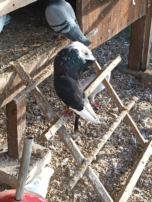 Garłacze , gołębie , sztaficery