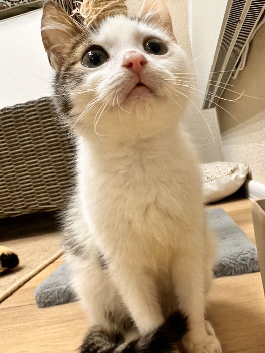 Котята ищут любящую семью