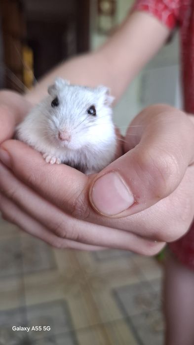 Хом'ячки Джунгарики