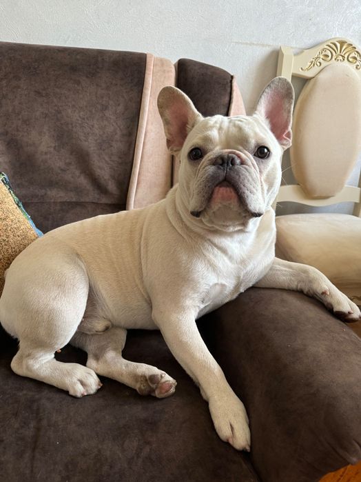 Французький бульдог