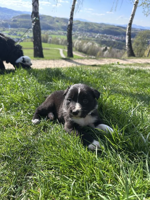 Piesek Border collie