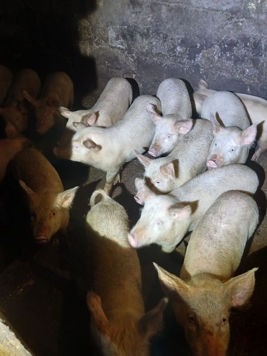 Продам  Поррсят 2500гр шт