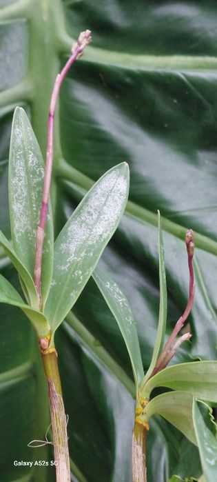 Vendo 2 keikis  orquídea Dendrobium kingianum