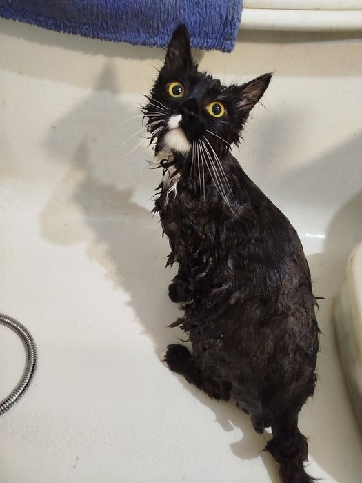 Віддам кота безкоштовно