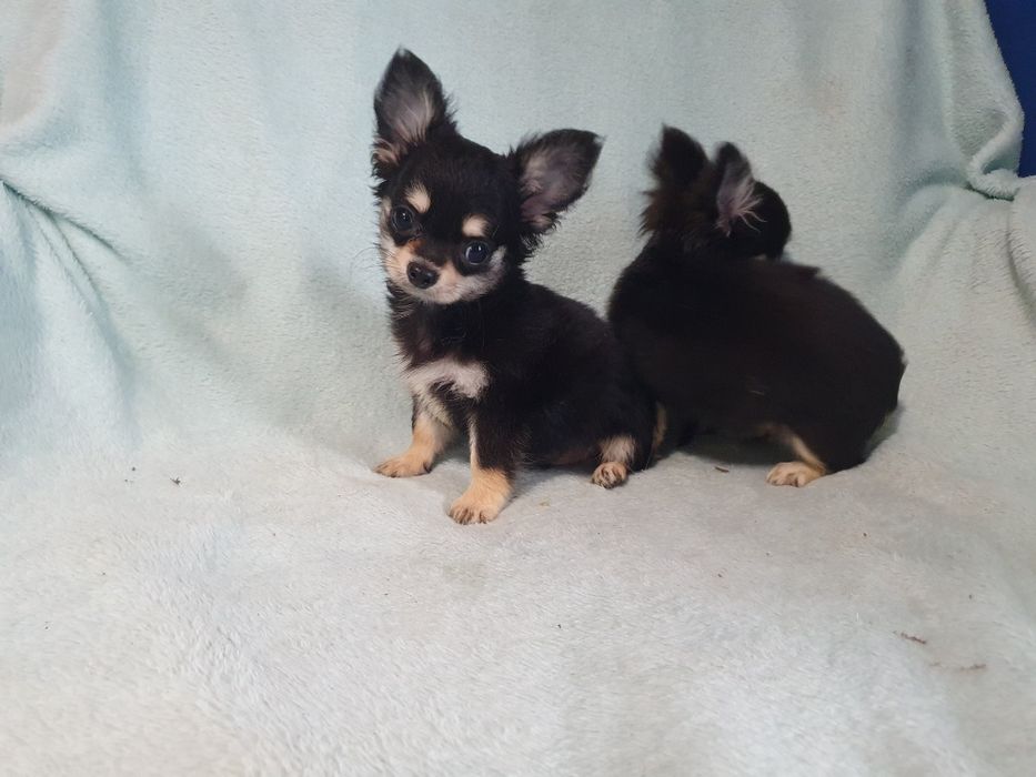 Пальчишки черноподпалые