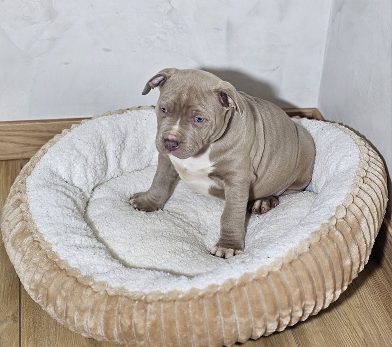 Bardzo piękny Piesek american bully xl