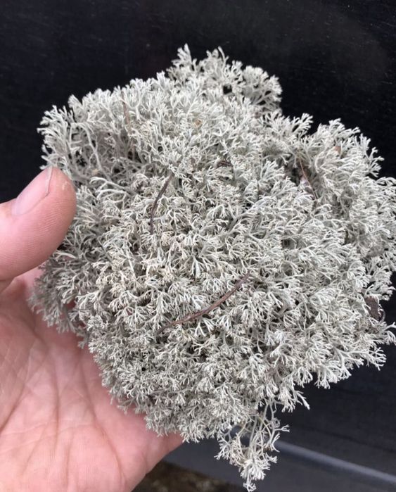 Лісовий мох живий. Кочковий.Ягель