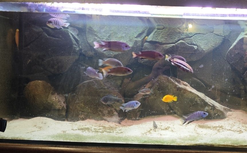 Pyszczaki, malawi - 16 szt