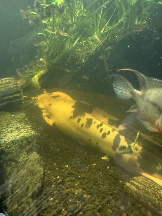 Sum clarias - ponad 40 cm