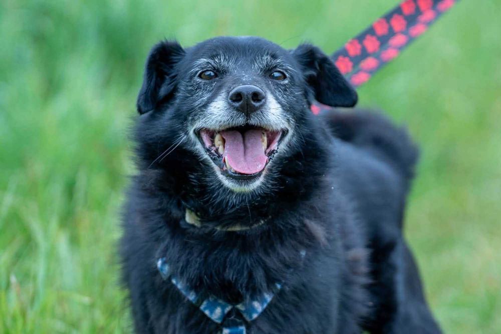 Emirek - uśmiechnięty słodziak do adopcji.