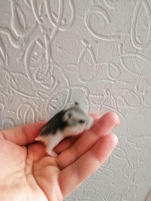 Малыши джунгарики. Домашнего разведения. Площадь Шевченка