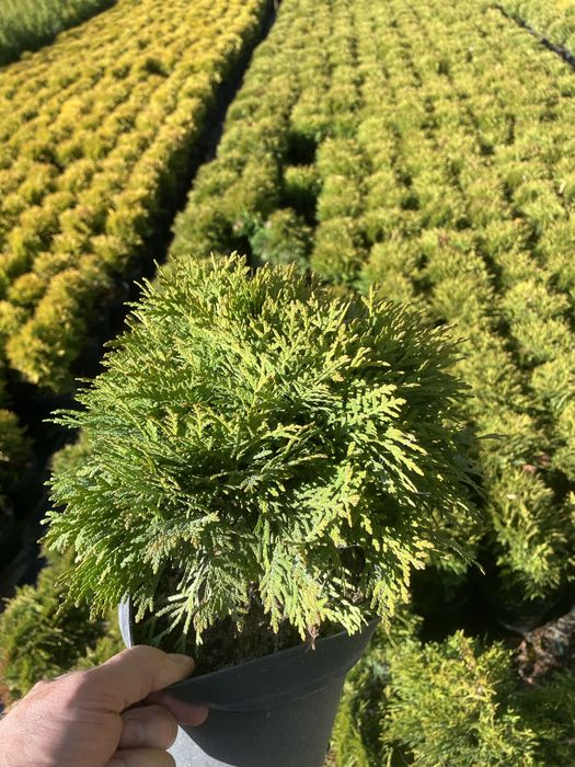 Sprzedam Th Danica  25-35 cm