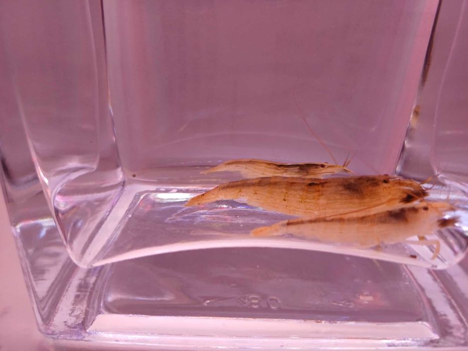 Krewetka filtrująca - Atyopsis moluccensis