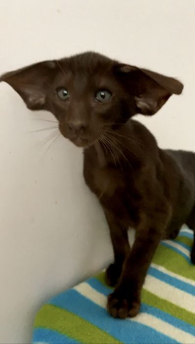 Орієнтальне екстремальне шоколадне кошеня. Ориентал