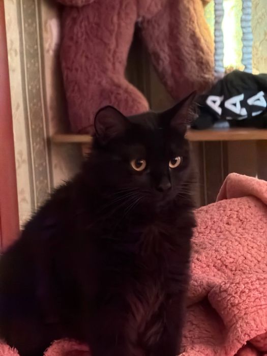 Коты в добрые руки