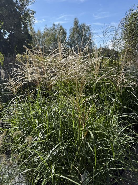 Trawy ozdobne, Miskant, lady in red, Rozplenica, Hakonechloa, proso, sesleria, trzcinnik, turzyca