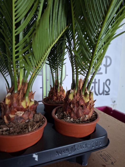 Cycas Revoluta, Sagowiec Odwinięty 50 cm -