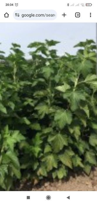 Саджанці та штобри чорної смородини сорту софіївська