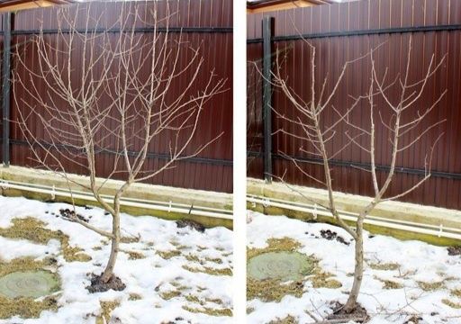 Професійна обрізка вашого саду, Кронування, Зріз, Дроблення, Обробка