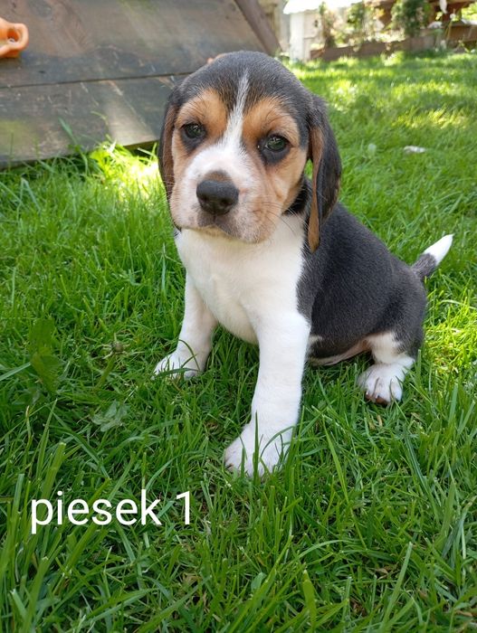 Piękny szczeniak Beagle