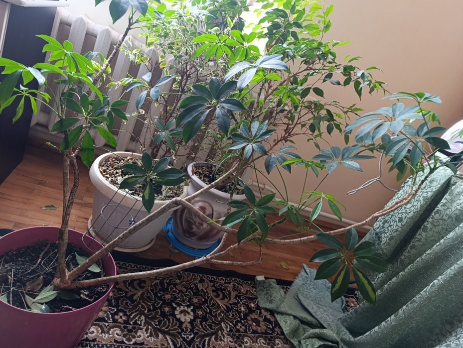 Вазон 1м20см вік 10 років