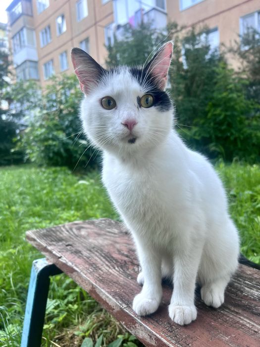 Котик хлопчик, кіт, киця врятуйте з вулиці
