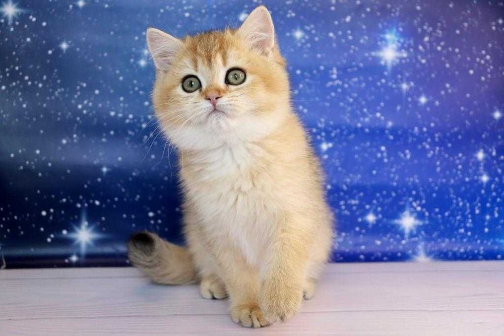 Британський чистокровний хлопчина