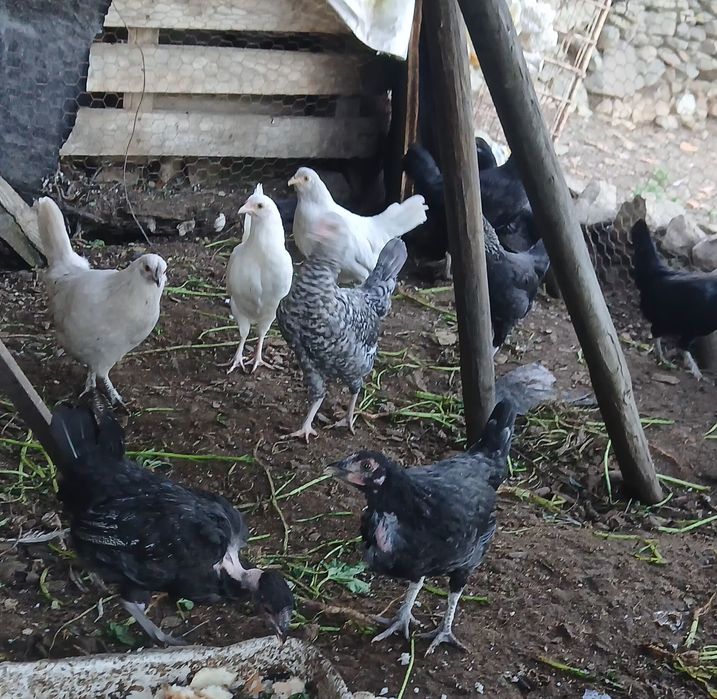 Fracas, Galinhas D'angola  cocós iniciar a postura