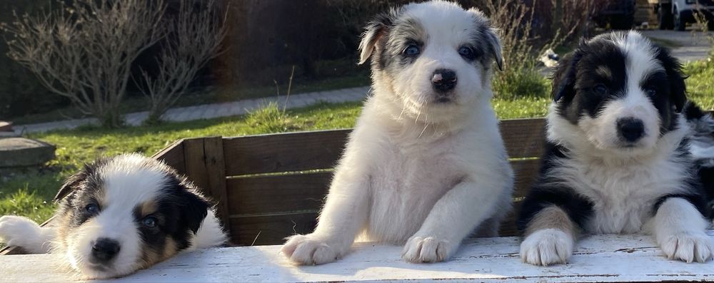 Border collie szczeniaki blue merle