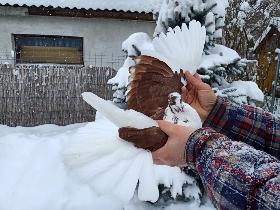 Gołębie mikolajewskie