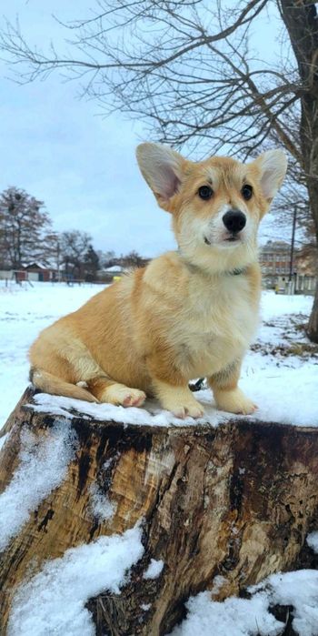 Вельш коргi  3 мiсяцi дiвчинка з довгим хвостиком .КСУ.