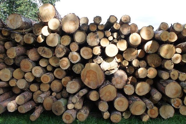 Drzewo sosnowe cięte