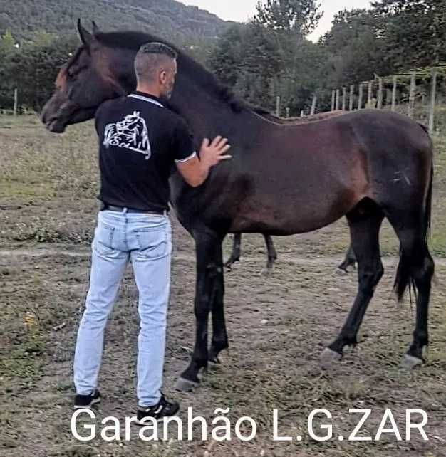 cavalo puro sangue árabe cobrições