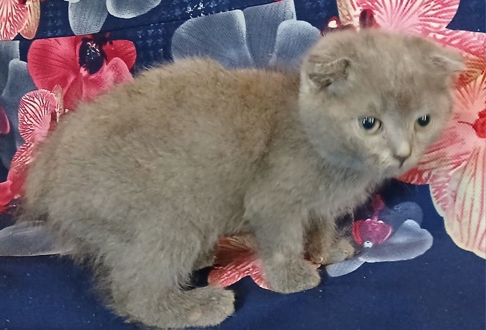 Котенок вислоухий
