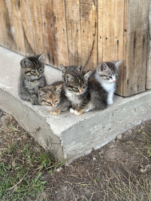Котики, кошенята