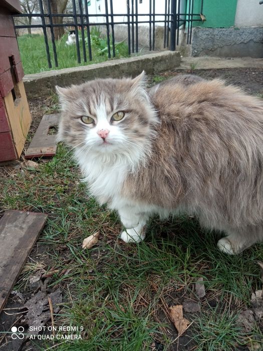 Анфіса безкоштовно