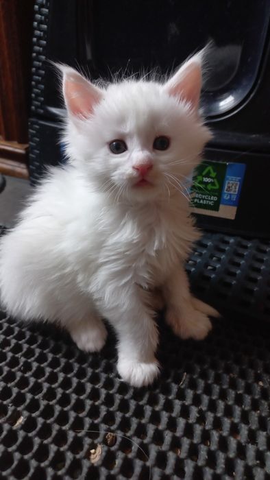 Kocurek Maine Coon WCF