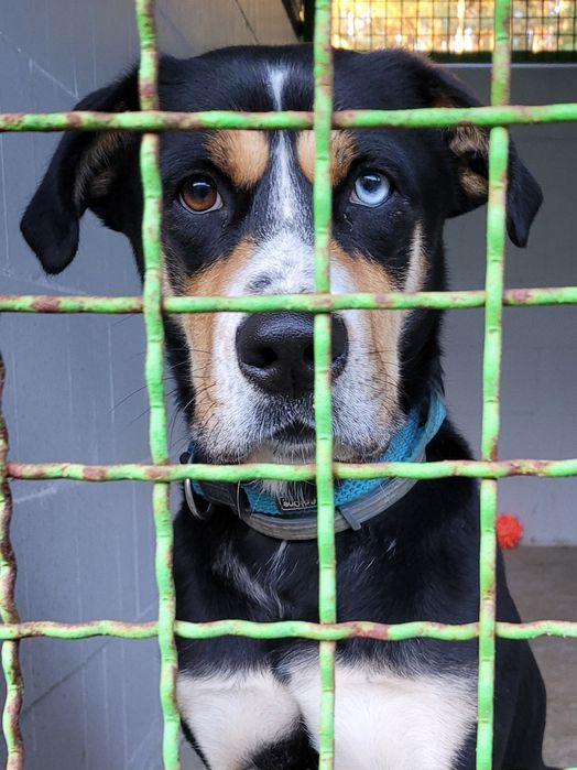 Żywiołowy pies szuka domu  / do adopcji