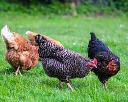 Ovos frescos do campo