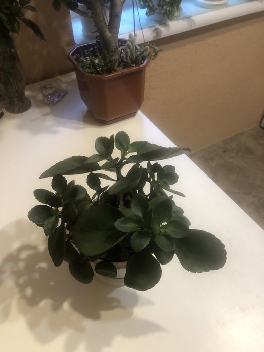 Продам квітуче  Каланхое!