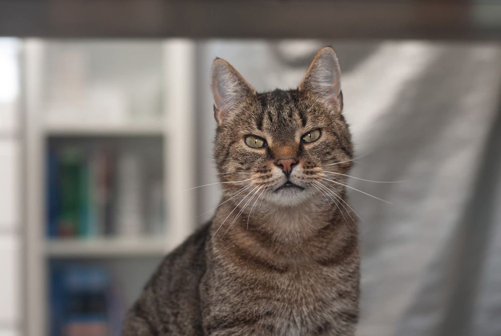 Kwiatek - towarzyski kotek szuka domu