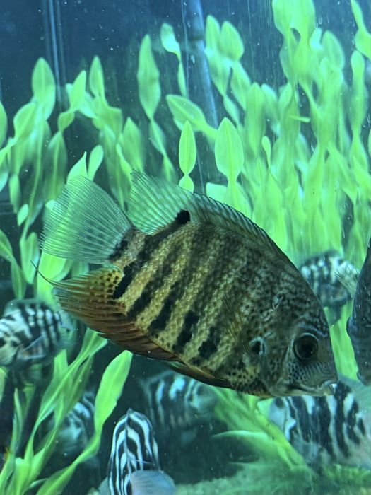 Дві Цихліди Нотатус дорослі