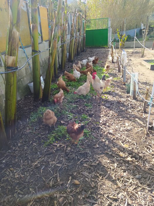 Galinha caseira criados  ar Livre, já a pôr ovos