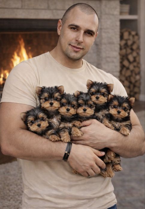 Йоркширский терьер мини