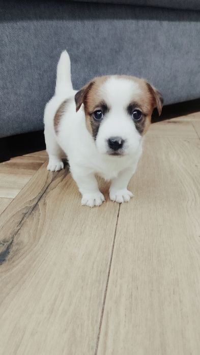 Jack Russell Terrier ZKWP FCI -suczka