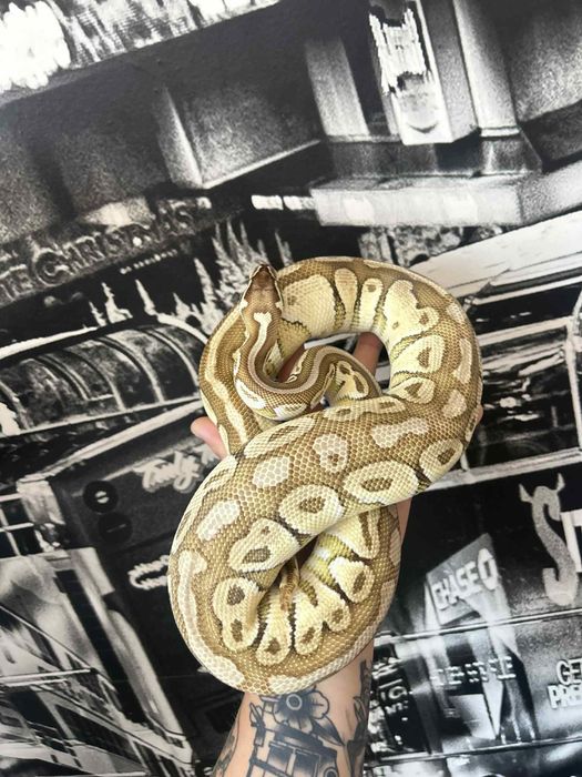 Węże dorosłe samce i samice