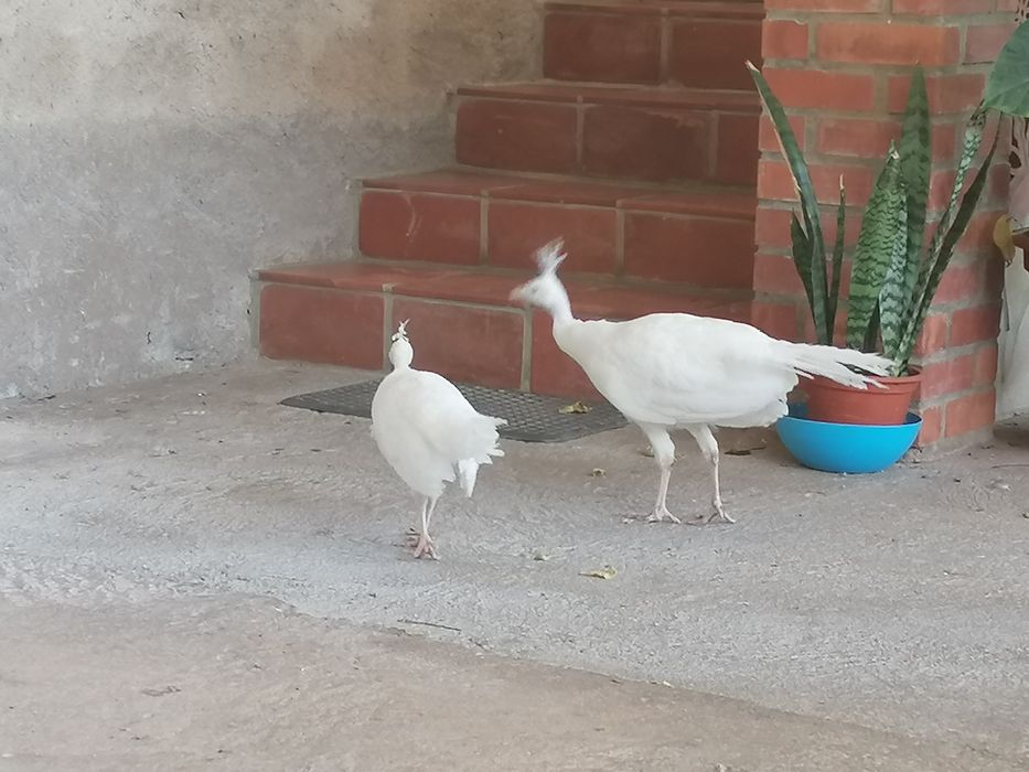 Pavões Azul Real * Branco